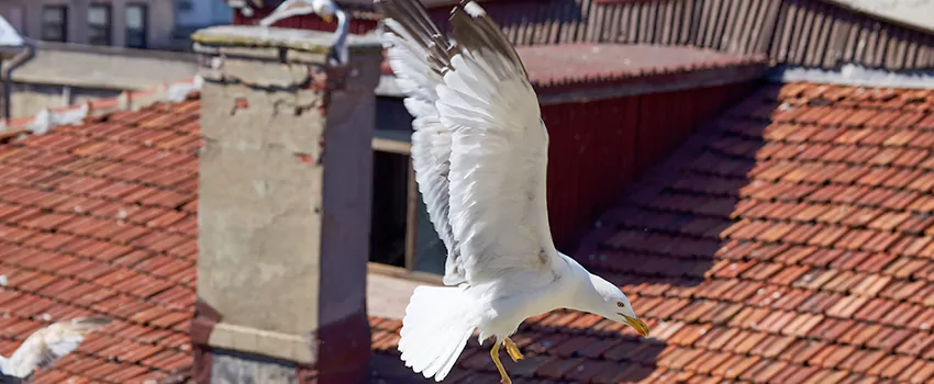 Residential Chimney Animal Removal Solution in Springboro, OH