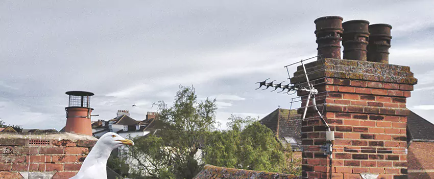 Chimney Cleaning And Restoration in Springboro, Ohio